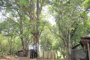 Yên Châu sẵn sàng cho Ngày hội xoài năm 2017