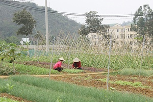 Đẩy mạnh ứng dụng công nghệ cao trong sản xuất nông nghiệp