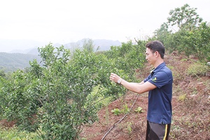 Làm giàu từ mô hình trồng cây ăn quả tổng hợp