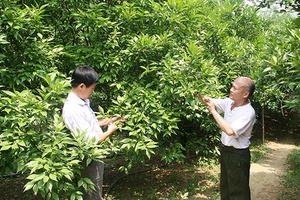 Hướng mở cho cây cam ở Mường Thải