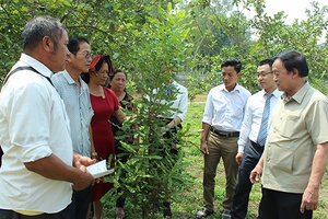 Ngân hàng Bưu điện Liên Việt: Hội thảo đầu vườn và tư vấn vay vốn trồng và chăm sóc cây Mắc ca
