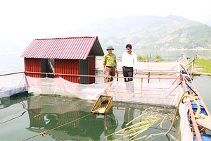 Phát triển nghề nuôi cá lồng ở Phù Yên: Cần gắn với đầu ra cho sản phẩm