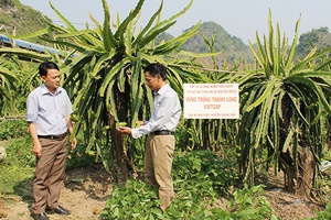 Phát triển Hợp tác xã trồng cây ăn quả ứng dụng công nghệ cao ở Mai Sơn