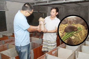 Nghề mới ở Phù Yên 