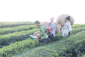 Nâng cao vai trò Hội Nông dân trong phát triển nông nghiệp và nông thôn mới