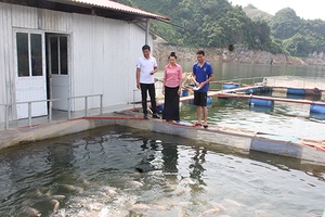 Nghề nuôi cá lồng ở Chiềng Lao