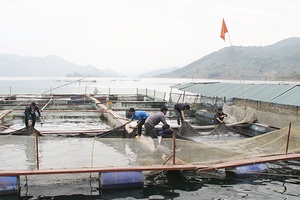 Quan tâm hỗ trợ phát triển hợp tác xã thủy sản