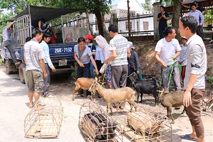 30 hộ nghèo ở Mường La được hỗ trợ con giống