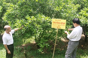 Chi cục quan lý chất lượng nông, lâm, thủy sản tỉnh: Tích cực hướng dẫn các DN, HTX hoàn thiện tiêu chuẩn VietGAP