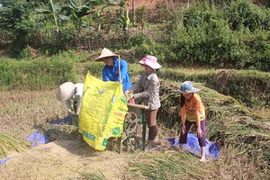 Ngày mùa ở Mường Bám