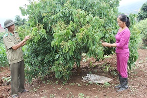 Duy trì phong trào sản xuất, kinh doanh giỏi trong hội viên   