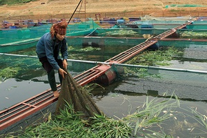 Đảng bộ huyện Quỳnh Nhai: Nhiều tập thể, cá nhân điển hình trong thực hiện Chỉ thị 05