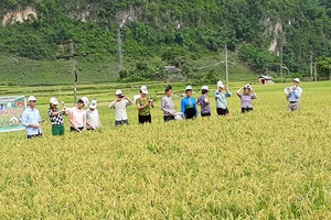 Hội thảo mô hình thâm canh giống lúa nếp thơm Hưng Yên tại xã Chiềng Pấc