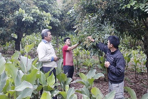 Về Đứa Mòn