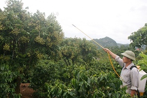 Toàn tỉnh:  Bảo vệ gần 1.500 lượt ha cây trồng khỏi sâu bệnh