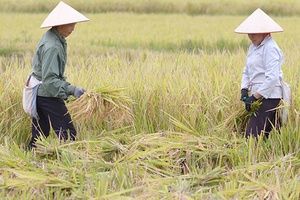 Phù Yên khẩn trương thu hoạch lúa chiêm xuân