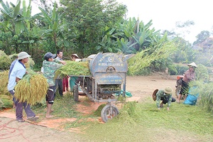 Mùa gặt ở Mường Bằng