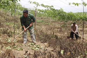 Cây chanh leo ở bản Lao Khô I