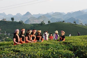 Mộc Châu: Doanh thu xã hội từ du lịch quý II đạt 531 tỷ đồng   
