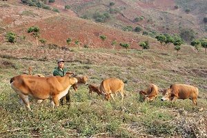 Anh Thưởng làm kinh tế giỏi