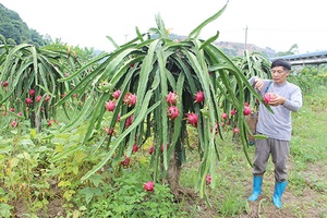 Cây thanh long ruột đỏ ở Nà Bó