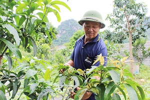 Thương binh làm kinh tế giỏi