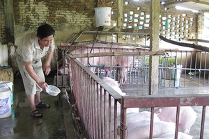 Toàn tỉnh: Sản lượng thịt hơi xuất chuồng gần 35.000 tấn.   