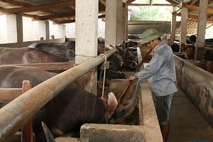 Vân Hồ phát triển chăn nuôi đại gia súc