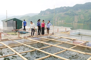 Agribank Chi nhánh tỉnh đồng hành cùng nông dân   