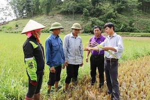 Mô hình lúa tẻ râu ở Song Khủa