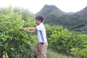 Hiệu quả bước đầu từ mô hình trồng chanh tứ quý không hạt