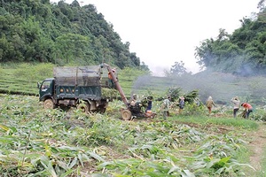 Hướng đi mới cho cây ngô ở Piềng Sàng