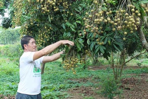 Nậm Tròn đổi thay từ nhãn ghép