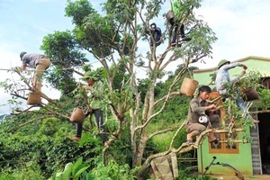 Thực hiện Chính sách dân tộc của Đảng ở Đảng bộ tỉnh Sơn La: Kỳ 1: Vận dụng chính sách dân tộc của Đảng để thoát nghèo cho dân