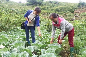 Phụ nữ xã Đông Sang giúp nhau phát triển kinh tế