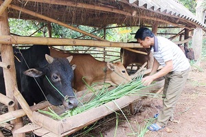 Sông Mã chủ động phòng chống dịch bệnh cho gia súc, gia cầm