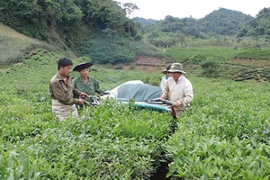 Tuổi trẻ Phiêng Luông đồng hành với phong trào lập thân lập nghiệp
