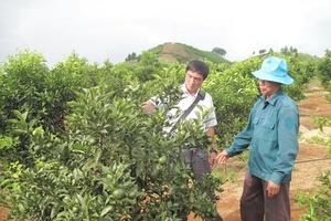 Làm giàu từ trồng cây ăn quả