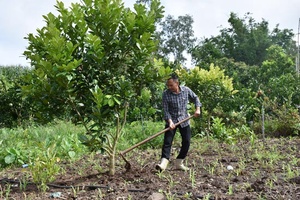 Mộc Châu chú trọng phát triển nông nghiệp công nghệ cao