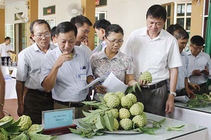 Sở Khoa học và Công nghệ: Hội thảo đánh giá chất lượng cảm quan sản phẩm na, góp ý mẫu nhãn hiệu (logo) và bản đồ khu vực địa lý nhãn hiệu chứng nhận na Mai Sơn