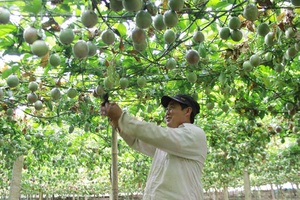 Cây chanh leo ở Phiêng Luông