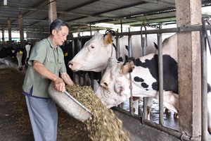 Hội CCB Mộc Châu giúp hội viên phát triển kinh tế