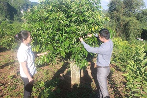 Muổi Nọi mở rộng diện tích nhãn ghép chín muộn