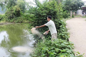 Về bản văn hóa