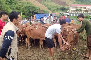 Mường La: Hỗ trợ 148 con bò giống cho hộ nghèo   
