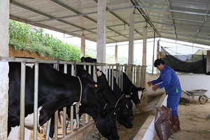 Xã Vân Hồ: Chuyển đổi cây trồng, vật nuôi