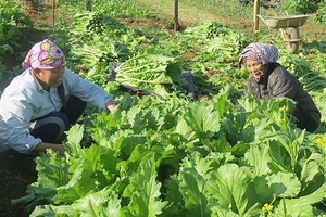 Đưa rau an toàn vào siêu thị