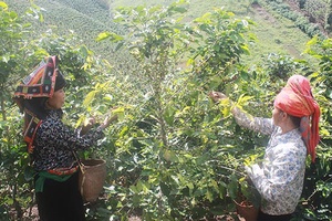 Nậm Lầu vào mùa thu hoạch cà phê 