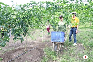 Cần có giải pháp cho cây chanh leo phát triển bền vững: Kỳ I: Thận trọng với giống cây trồng chưa rõ nguồn gốc