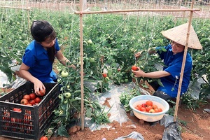 Mô hình kinh tế nông nghiệp xanh của thanh niên